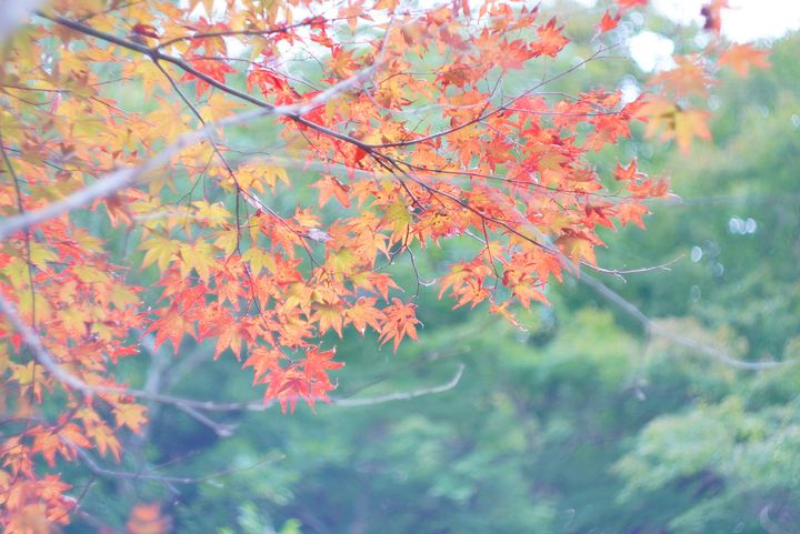 千葉の絶景紅葉スポット 知る人ぞ知る 小松寺 の紅葉がとにかく美しい Retrip リトリップ