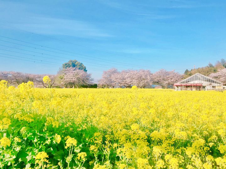 終了 和 夜桜 動物 牧場ならではの夜のお花見 成田ゆめ牧場で 夜桜ライトアップ 開催 Retrip リトリップ