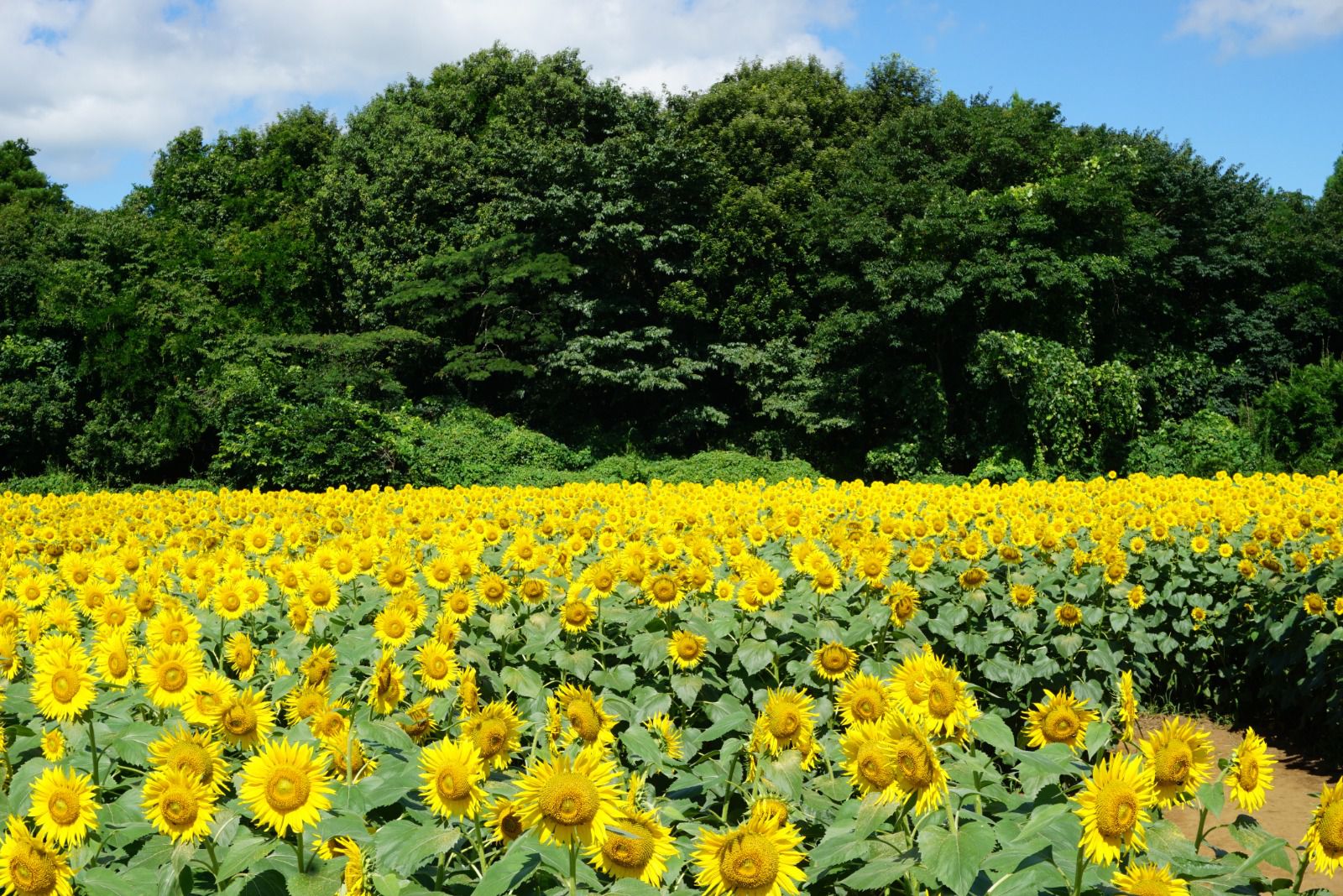 ニッポンの夏を楽しもう 日本全国47都道府県 夏スポット 総まとめ Retrip リトリップ