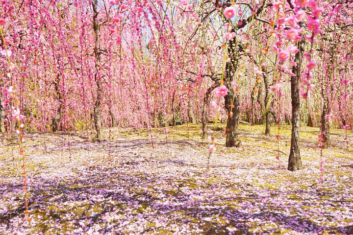 一度見たら忘れられない！この春見るべき「春の絶景」日本全国7選