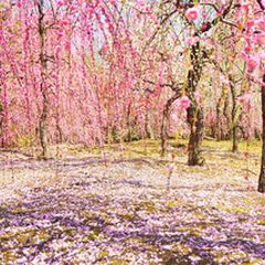 cc8161a5-752a-4ad5-8fed-