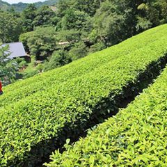 一度は体験しておきたい 静岡県で茶摘み体験ができるスポット5選 Retrip リトリップ