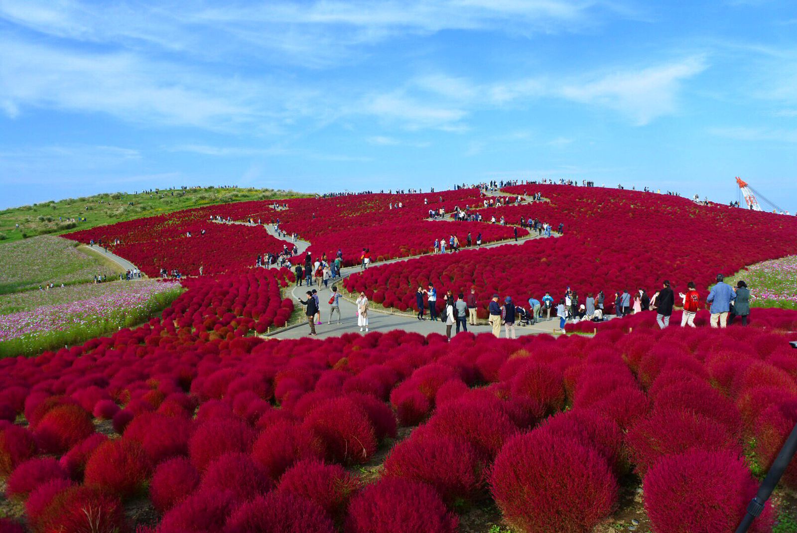 終了 秋限定の真っ赤なもこもこ絨毯 ひたち海浜公園のコキアが気になる Retrip リトリップ