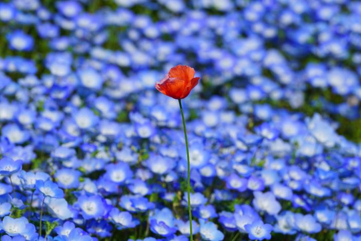 花が織りなす春の絶景！ゴールデンウィークに行きたい花の絶景スポット7選はこれだ