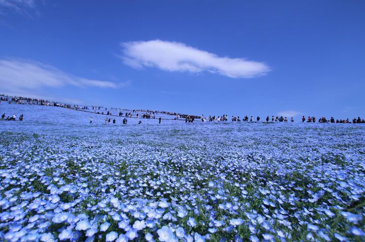 ネモフィラだけじゃない 季節の花々が美しい 国営ひたち海浜公園 の魅力7つ Retrip リトリップ