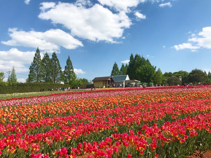 終了 ゴールデンウィークのおでかけに 広島県で 世羅高原農場 チューリップ祭 開催 Retrip リトリップ