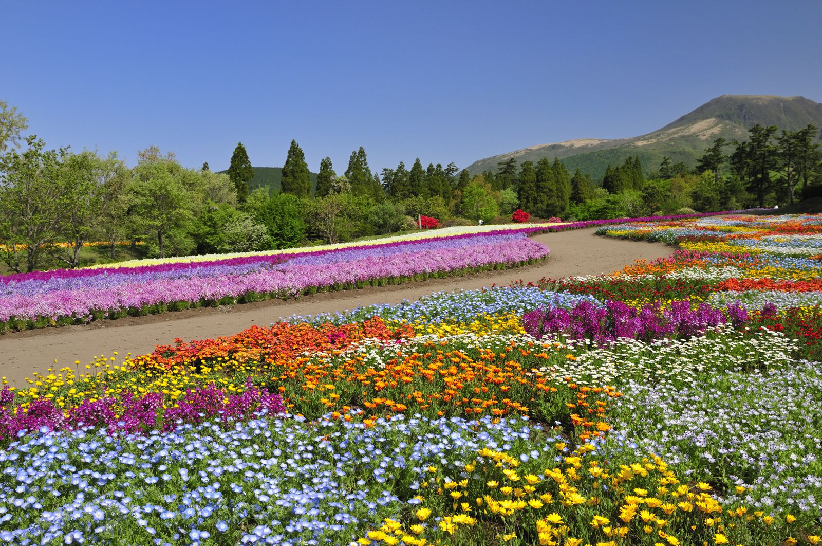 久住花公園 Gophr
