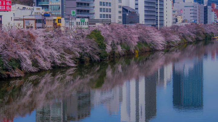 今年の花見はお預け 写真で楽しめる来年こそ行きたい桜の絶景10選 Retrip リトリップ