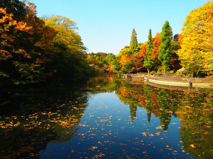 カフェで紅葉を眺めよう 東京都内で 紅葉を見られる絶景カフェ 9店 Retrip リトリップ