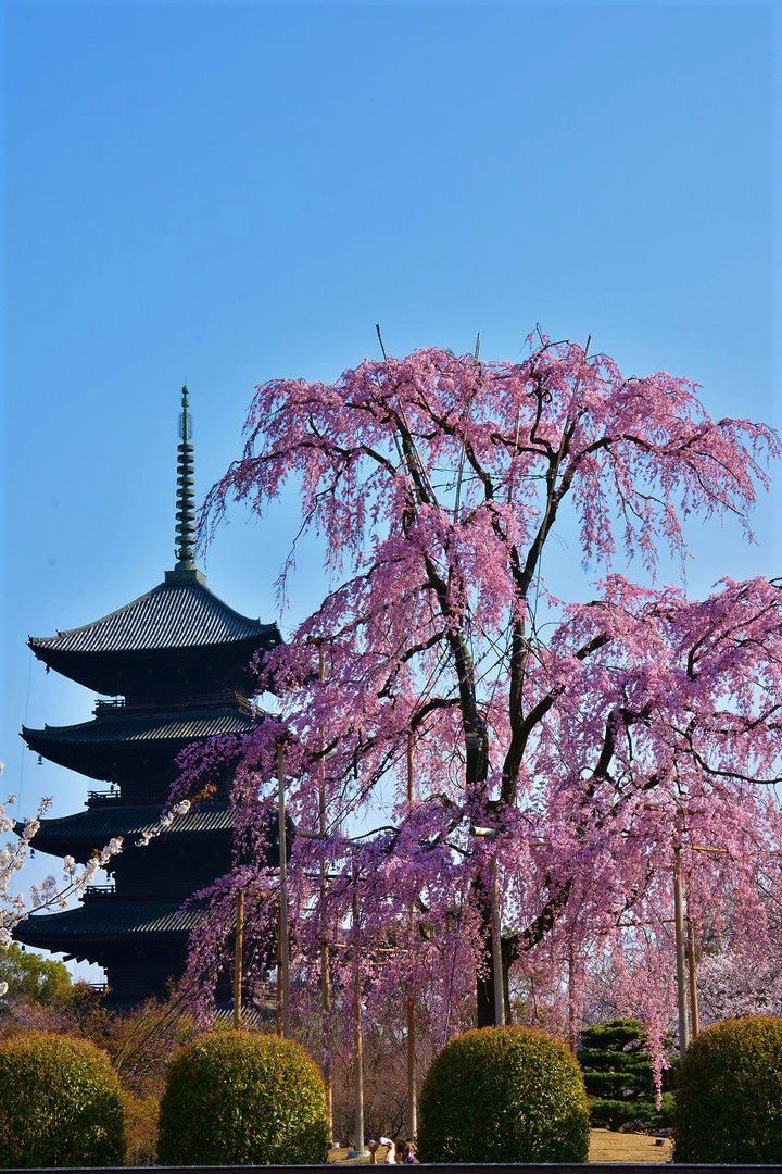 春がきた そうだ 京都に行こう 京都の 満足度1 の春旅スポットまとめ Retrip リトリップ