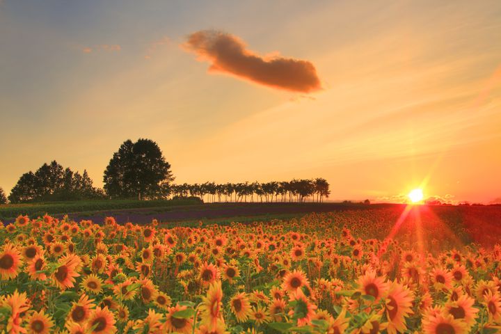 シュ-ルプランツ 超植物 世界一美しいひまわりの理想 The most beautiful sunflower fields in Japan. 美しく咲き誇る