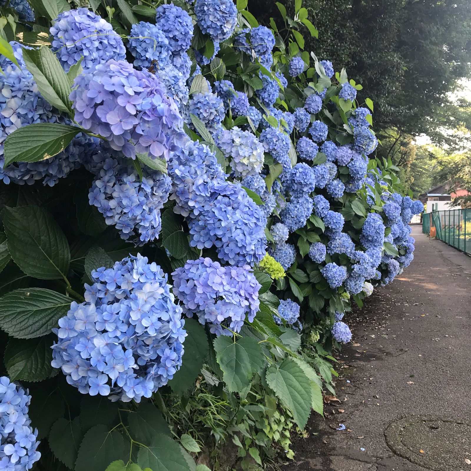 飛鳥山公園 Retrip リトリップ