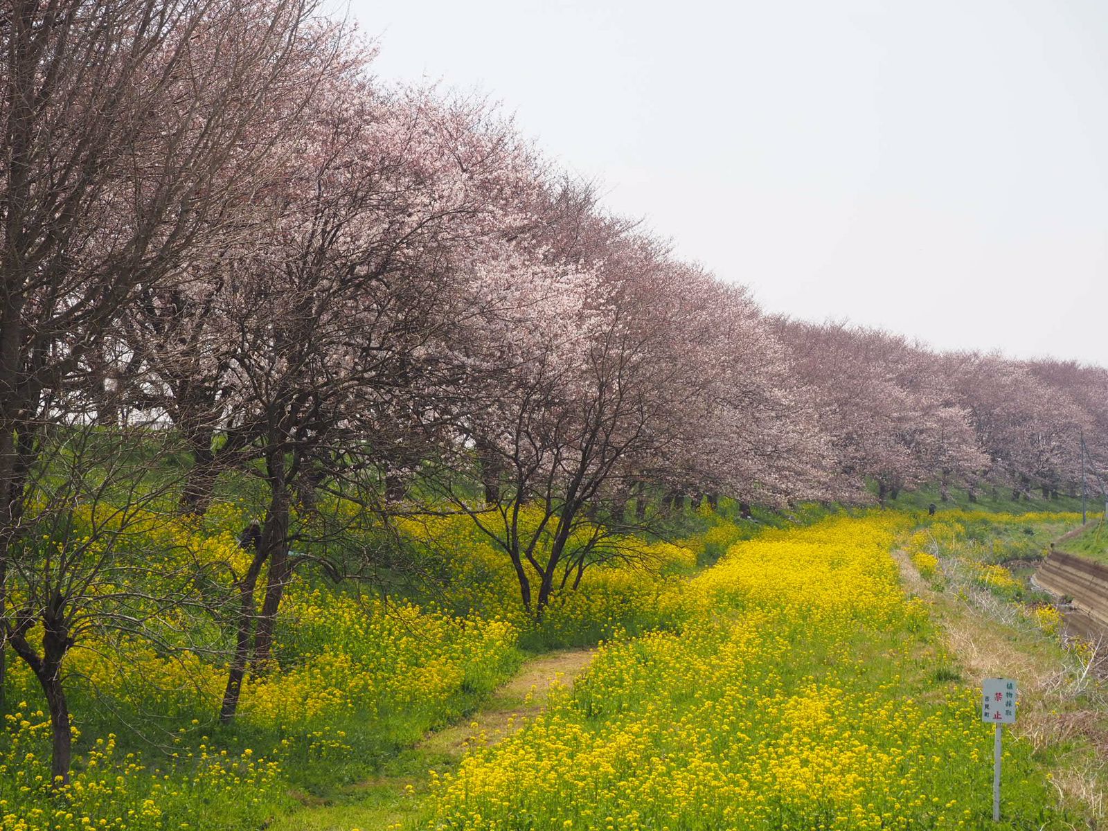 さくら堤公園 Retrip リトリップ