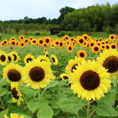 夏限定の黄色い絶景に魅せられる 関西のおすすめ 絶景ひまわり畑 12選 Retrip リトリップ