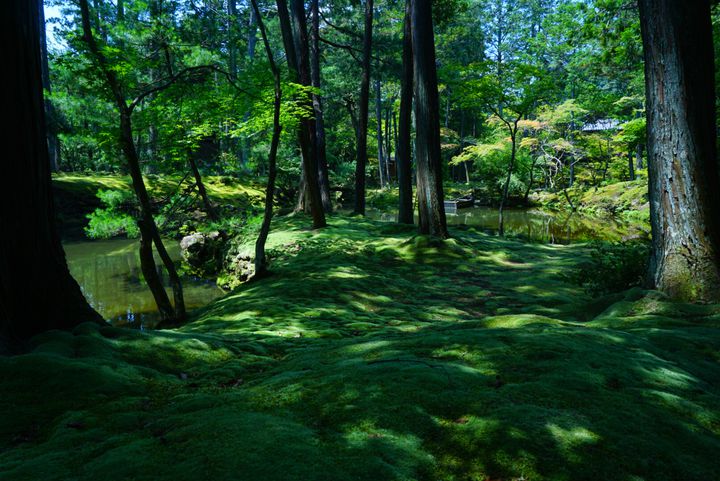 スティーブ ジョブズがお忍びで訪れた世界遺産 西芳寺 苔寺 の魅力とは Retrip リトリップ