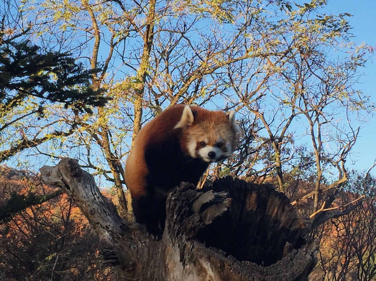 茶臼山動物園 Retrip リトリップ