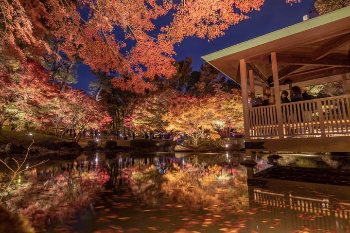 秋夜に色づく紅葉に恋をした 関東近郊の紅葉ライトアップ7選 Retrip リトリップ