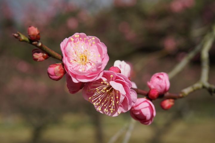 終了 三大庭園で楽しむ紅白梅 岡山後楽園 の梅の見頃はすぐそこに Retrip リトリップ