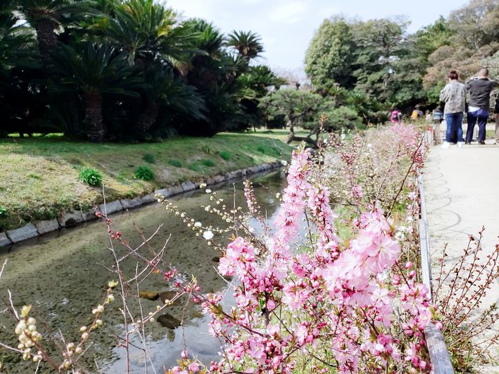 日本三名園で楽しむ紅白梅。「岡山後楽園」の梅の見頃はすぐそこに！