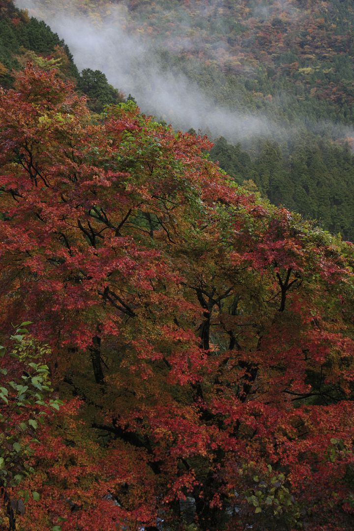 今年の紅葉は四国がアツい 四国の紅葉スポットランキングtop15 Retrip リトリップ