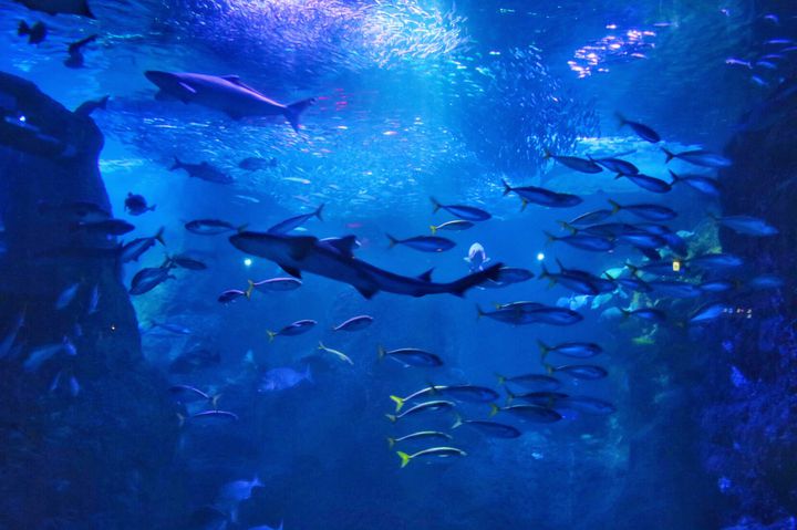 江の島ドライブ　新江ノ島水族館