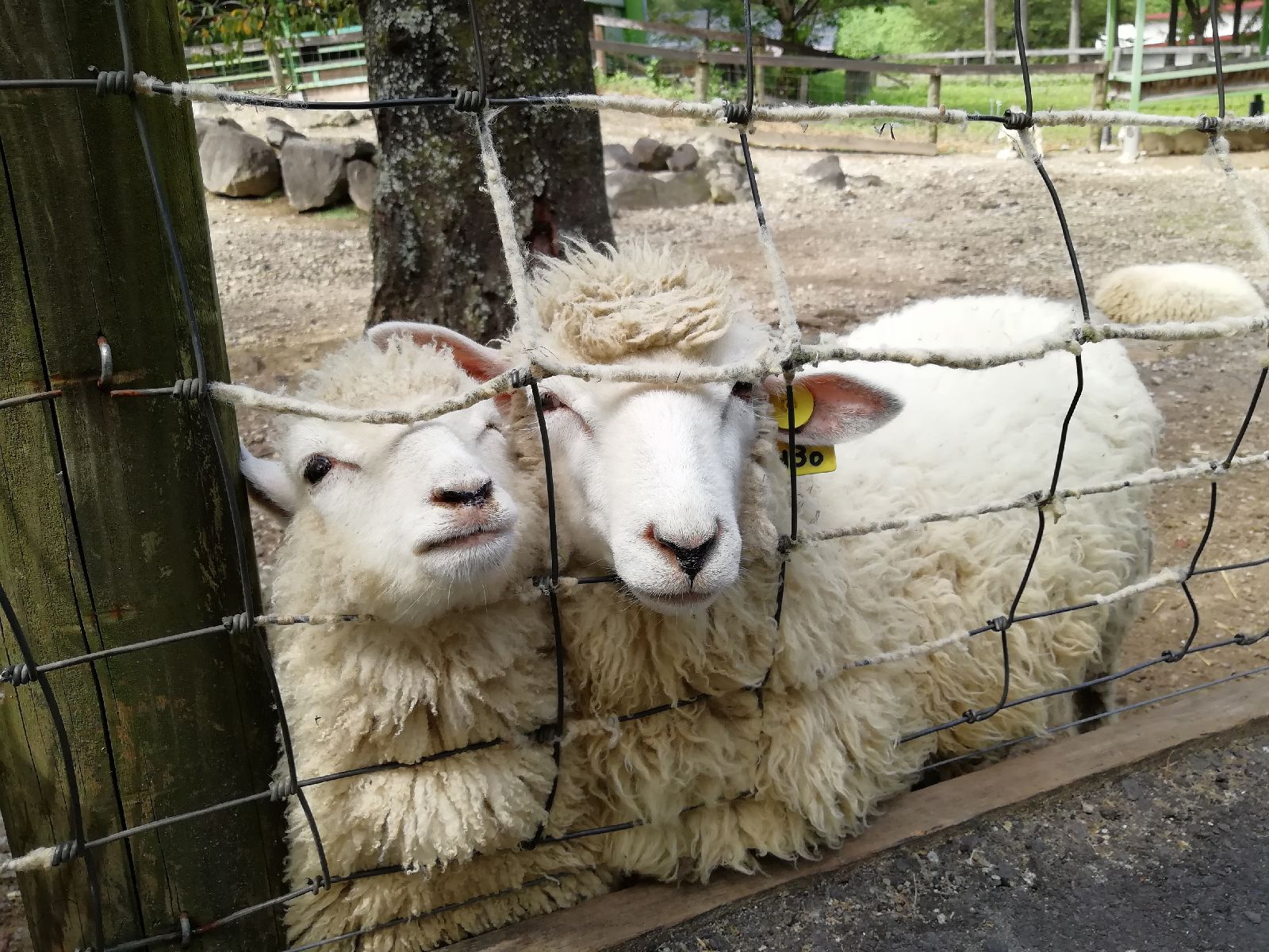 本場の羊ショーも 伊香保グリーン牧場 でしたい5つのこと Retrip リトリップ