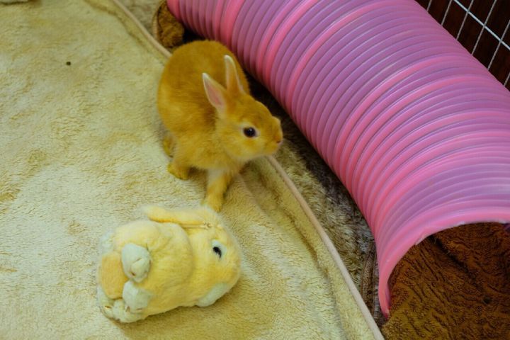 こんなにも愛くるしい モフモフ可愛い うさぎカフェ 東京都内7選 Retrip リトリップ