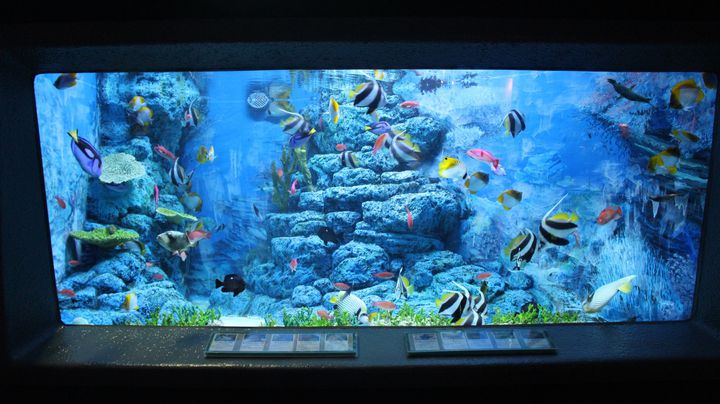 昭和レトロな水族館 東海大学海洋科学博物館 で楽しむこと５つ Retrip リトリップ