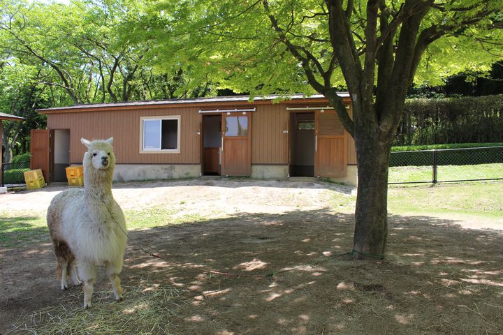 ふれあい王国 熊本県 阿蘇カドリードミニオン でしたい５つのこと Retrip リトリップ