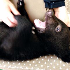ふれあい王国 熊本県 阿蘇カドリードミニオン でしたい５つのこと Retrip リトリップ