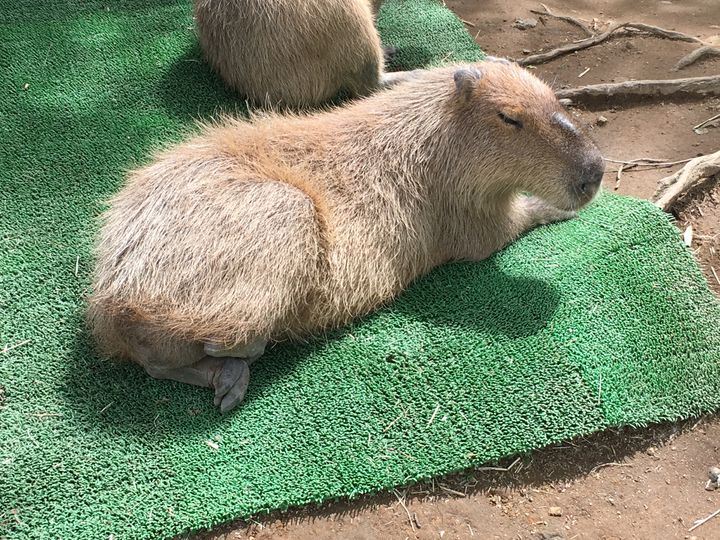 ふれあい王国 熊本県 阿蘇カドリードミニオン でしたい５つのこと Retrip リトリップ