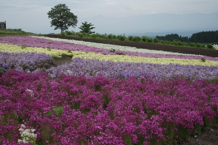 九州は元気です 日帰り旅行におすすめの花 食 温泉の楽園 くじゅう花公園 と久住高原の魅力 Retrip リトリップ