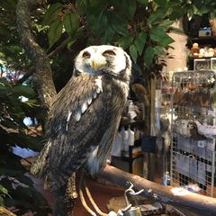 名物を堪能したい 鎌倉名物生しらすが食べれるお店選 Retrip リトリップ