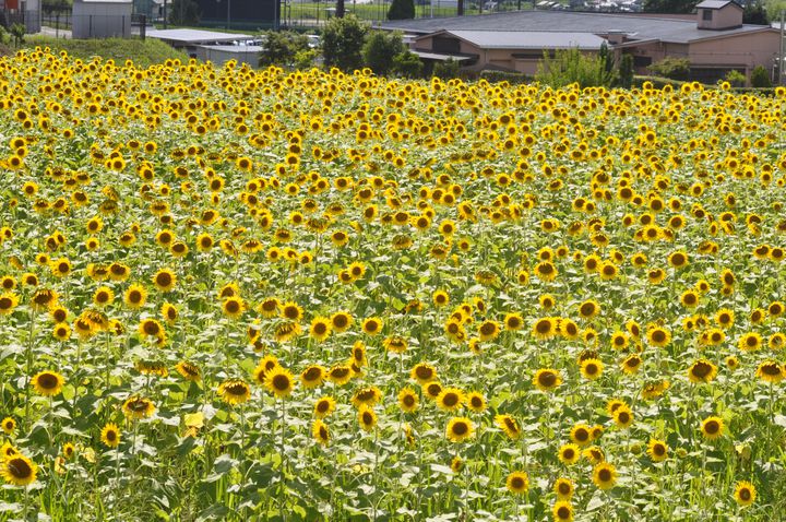 一面に広がる黄色い絶景 日本全国の 7月から咲くひまわり畑 まとめ Retrip リトリップ