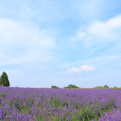 終了 まるで薄紫色の絨毯 三重の メナード青山リゾート にて ラベンダー21 開催 Retrip リトリップ