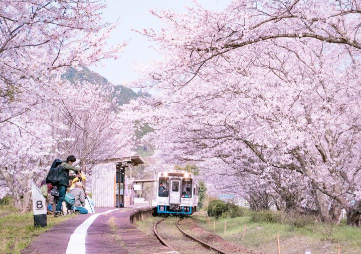 終了 春を感じる佐賀の旅 浦ノ崎駅 のさくらトンネルをご紹介 Retrip リトリップ