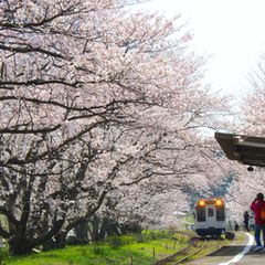 終了 春を感じる佐賀の旅 浦ノ崎駅 のさくらトンネルをご紹介 Retrip リトリップ