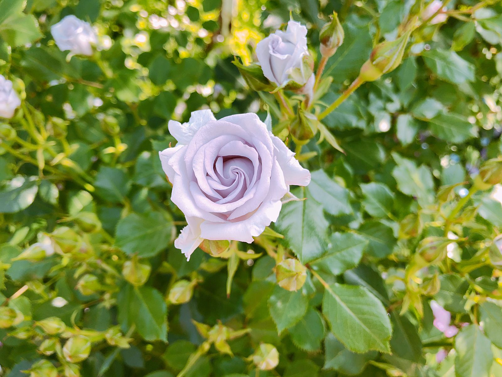 10枚目の画像 デートにおすすめ 関東地方の 5 7月が見頃 な花畑スポットまとめ Retrip リトリップ