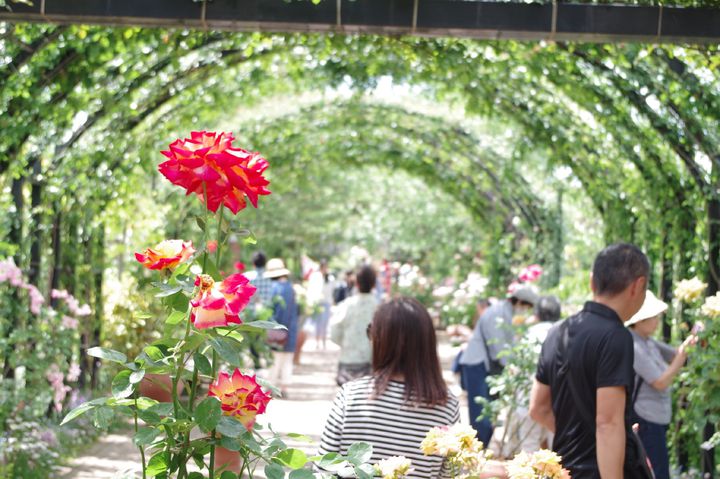 横浜でロマンチックな週末デートを 春のお花畑を楽しむおすすめのデートプラン Retrip リトリップ