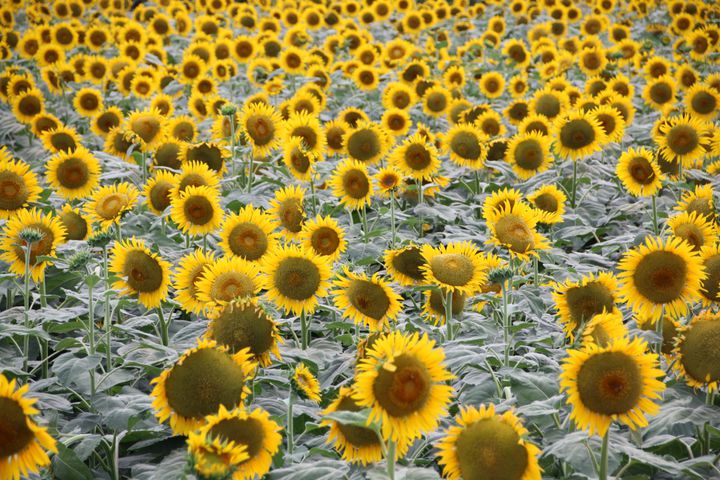 太陽の下で輝く絶景 この夏行きたい関東地方の ひまわり畑 スポットまとめ Retrip リトリップ