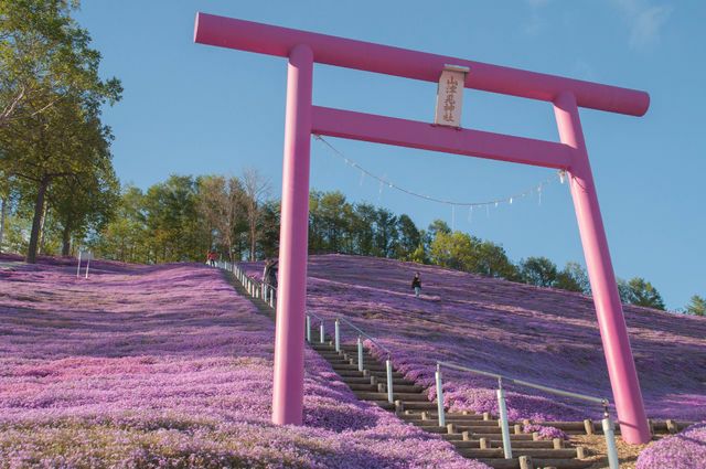 北海道の大地が恋をする ひがしもこと芝桜公園 の芝桜まつりに行きたい Retrip リトリップ