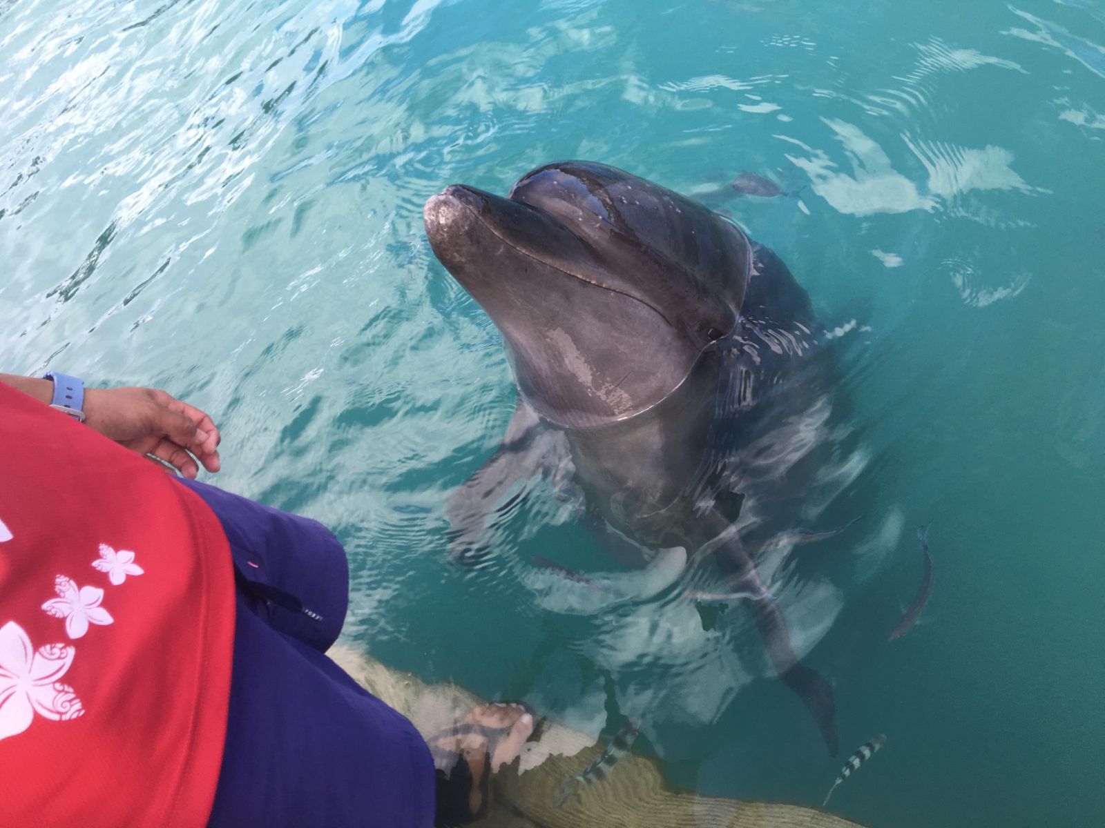 沖縄の海に親しむ 沖縄県本部市の もとぶ元気村 でできる5つのこと Retrip リトリップ