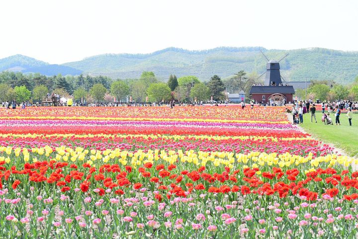 Sns映え間違いなし この春見たい日本全国の チューリップの絶景 10選 Retrip リトリップ