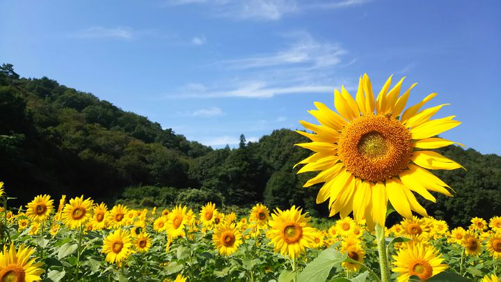 ひまわりで心に残る夏の終わりを 今からでも間に合う日本全国のひまわり畑7選 Retrip リトリップ