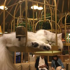 都心で動物と触れ合える 池袋周辺で 動物と触れ合えるカフェ 7選 Retrip リトリップ