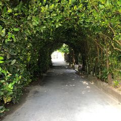 間違いなし 沖縄時間に癒される 水牛車体験オススメ３選 Retrip リトリップ