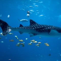 人生で一度は行きたい 世界の人気水族館top10 Retrip リトリップ