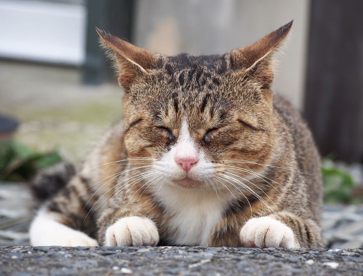 空前の猫ブーム！宮城県にある「田代島」でたくさんの猫に癒されたい