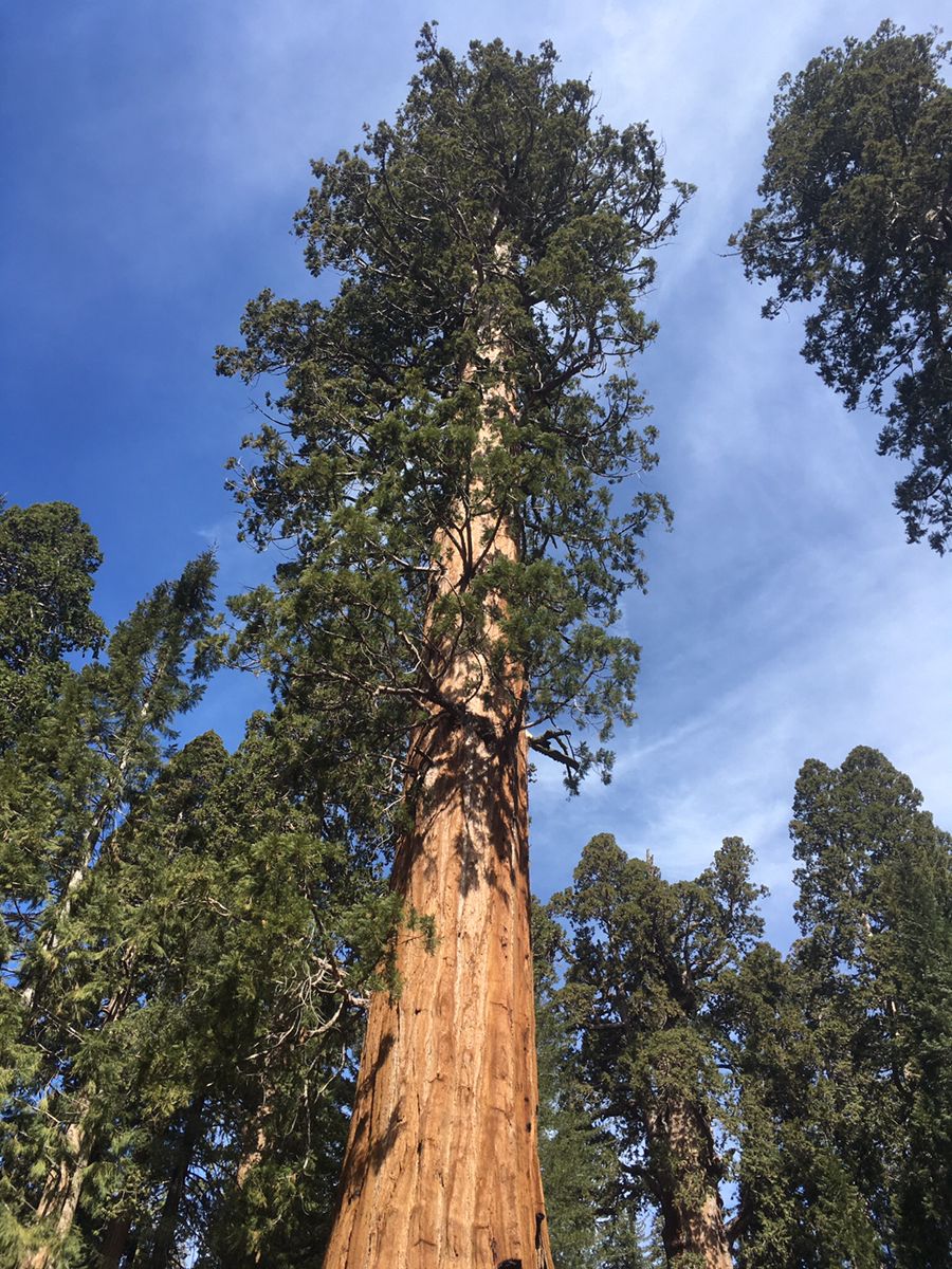 シャーマン将軍の木 General Sherman Tree Retrip リトリップ