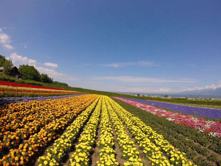 夏も冬にも行きたい 花畑で有名な ファーム富田 の7つの楽しみ方 Retrip リトリップ